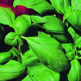  Basil - Basil Sweet 