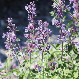 Catmint - Mussinii