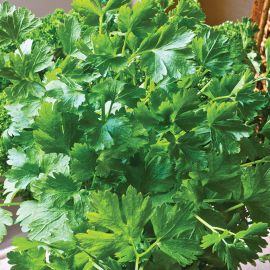 Parsley - French