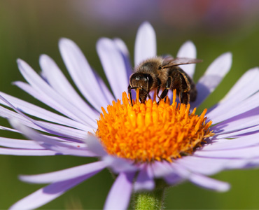 The benefits of pesticide free produce