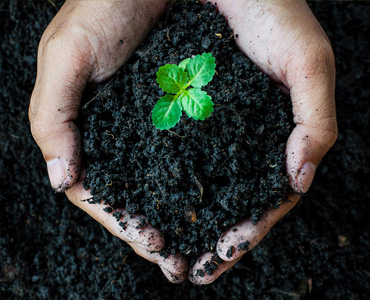 Reducing our peat usage 