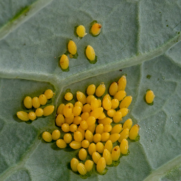 Caterpillar eggs